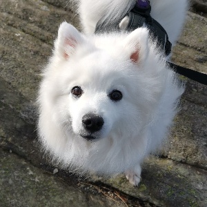 Doggedi doggo 